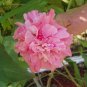 10 Seeds Hibiscus mutabilis Double Confederate Cotton Rose edlcy (Seeds)