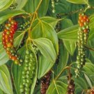 20 Seeds Piper nigrum Black Pepper Corn edlcy (Seeds)