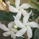 10 Seeds Tabernaemontana divaricata Butterfly Gardenia Crepe Jasmine edlcy (Seeds) 10 Seeds Tabernaemontana divaricata Butterfly Gardenia Crepe Jasmine edlcy (Seeds)