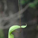 10 Seeds Arisaema tortuosum Whipcord Cobra Lily Jack in the Pulpit edlcy (Seeds)