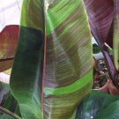 5 Seeds Musa sikkimensis Red Tiger Darjeeling Banana edlcy (Seeds)