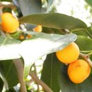 100 Seeds Ficus religiosa Sacred Fig Bodhi Tree Pippala Peepul Peepal edlcy (Seeds) 100 Seeds Ficus religiosa Sacred Fig Bodhi Tree Pippala Peepul Peepal edlcy (Seeds)