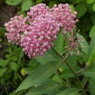 20 Seeds Asclepias incarnata| Rose Red Swamp Milkweed Silkweed edlcy (Seeds)