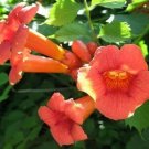 20 Seeds Campsis radicans Cow Itch Hummingbird Vine Trumpet Creeper edlcy (Seeds)