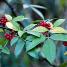 10 Seeds Zanthoxylum planispinum Winged Prickly Ash Bamboo-leaf edlcy (Seeds) 10 Seeds Zanthoxylum planispinum Winged Prickly Ash Bamboo-leaf edlcy (Seeds)