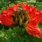 20 Seeds Spathodea campanulata African Tulip Tree Flame of The Forest edlcy (Seeds) 20 Seeds Spathodea campanulata African Tulip Tree Flame of The Forest edlcy (Seeds)