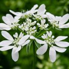 10 Seeds Orlaya grandiflora Minoan Lace White Lace Flower edlcy (Seeds) 10 Seeds Orlaya grandiflora Minoan Lace White Lace Flower edlcy (Seeds)