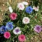 20 Seeds Centaurea cyanus Polka Dot Mix Bachelors Button Cornflower edlcy (Seeds)