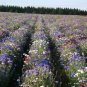 20 Seeds Centaurea cyanus Polka Dot Mix Bachelors Button Cornflower edlcy (Seeds)