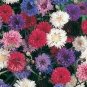 20 Seeds Centaurea cyanus Polka Dot Mix Bachelors Button Cornflower edlcy (Seeds)