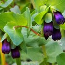 5 Seeds Cerinthe major Purpurascens Honeywort Blue Shrimpl edlcy (Seeds) 5 Seeds Cerinthe major Purpurascens Honeywort Blue Shrimpl edlcy (Seeds)