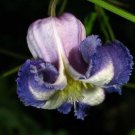 5 Seeds Clematis crispa Curly Swamp LeatherFlower Blue Jasmine edlcy (Seeds)