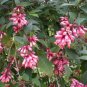 5 Seeds Cestrum elegans Smithii Pink Cestrum edlcy (Seeds)