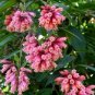 5 Seeds Cestrum elegans Smithii Pink Cestrum edlcy (Seeds)