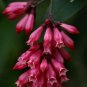 5 Seeds Cestrum elegans Smithii Pink Cestrum edlcy (Seeds)