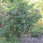 5 Seeds Cestrum elegans Smithii Pink Cestrum edlcy (Seeds)
