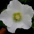 50 Seeds Hibiscus mutabilis Single Cotton Confederate Rose edlcy (Seeds) 50 Seeds Hibiscus mutabilis Single Cotton Confederate Rose edlcy (Seeds)