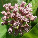 200 Seeds Asclepias syriaca Milkweed Butterfly Flower Silkweed edlcy (Seeds) 200 Seeds Asclepias syriaca Milkweed Butterfly Flower Silkweed edlcy (Seeds)