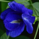 5 Seeds Clitoria ternatea Double Blue Butterfly Pea edlcy (Seeds) 5 Seeds Clitoria ternatea Double Blue Butterfly Pea edlcy (Seeds)