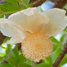 5 Seeds Adansonia digitata Baobab Judas Fruit Monkey Bread Cream of Tartar edlcy (Seeds)
