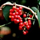 10 Seeds Tinospora cordifolia Kanda Amrta Moonseed Guduchi Giloy edlcy (Seeds) 10 Seeds Tinospora cordifolia Kanda Amrta Moonseed Guduchi Giloy edlcy (Seeds)