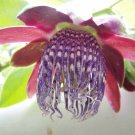 10 Seeds Passiflora quadrangularis Giant Granadilla Barbadine Tumbo edlcy (Seeds) 10 Seeds Passiflora quadrangularis Giant Granadilla Barbadine Tumbo edlcy (Seeds)