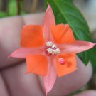 10 Seeds Fuchsia vulcanica Ladys Eardrops edlcy (Seeds) 10 Seeds Fuchsia vulcanica Ladys Eardrops edlcy (Seeds)