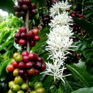 5 Seeds Coffea arabica Arabian Coffee edlcy (Seeds) 5 Seeds Coffea arabica Arabian Coffee edlcy (Seeds)