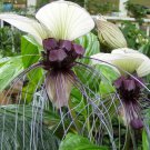 20 Seeds Tacca integrifolia White Bat Flower edlcy (Seeds) 20 Seeds Tacca integrifolia White Bat Flower edlcy (Seeds)