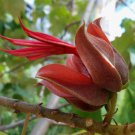 5 Seeds Chiranthodendron pentadactylon Devils Hand Tree edlcy (Seeds)