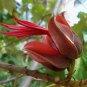 5 Seeds Chiranthodendron pentadactylon Devils Hand Tree edlcy (Seeds)