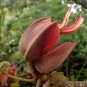 5 Seeds Chiranthodendron pentadactylon Devils Hand Tree edlcy (Seeds)