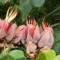 5 Seeds Chiranthodendron pentadactylon Devils Hand Tree edlcy (Seeds)