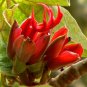 5 Seeds Chiranthodendron pentadactylon Devils Hand Tree edlcy (Seeds)