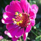 50 Seeds Zinnia elegans pink edlcy (Seeds)