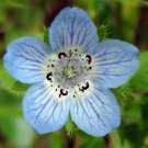 50 Seeds Nemophila menziesii Baby Blue Eyes edlcy (Seeds) 50 Seeds Nemophila menziesii Baby Blue Eyes edlcy (Seeds)