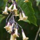 5 Seeds Cestrum guatemalensis edlcy (Seeds) 5 Seeds Cestrum guatemalensis edlcy (Seeds)