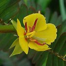 200 Seeds Chamaecrista fasciculata Partridge Pea Sleeping Plant edlcy (Seeds) 200 Seeds Chamaecrista fasciculata Partridge Pea Sleeping Plant edlcy (Seeds)