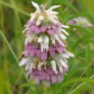 100 Seeds Monarda citriodora Lemon Bee Balm Purple Horsemint edlcy (Seeds)