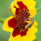 200 Seeds Coreopsis tinctoria Calliopsis Tickseed edlcy (Seeds)