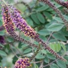 200 Seeds Amorpha canescens Lead Plant Prairie Shoestring edlcy (Seeds) 200 Seeds Amorpha canescens Lead Plant Prairie Shoestring edlcy (Seeds)