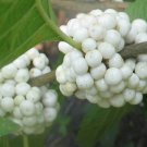 10 Seeds Callicarpa americana lactea White American Beautyberry edlcy (Seeds) 10 Seeds Callicarpa americana lactea White American Beautyberry edlcy (Seeds)