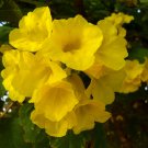 20 Seeds Tecoma stans Yellow Bells Trumpet Flower edlcy (Seeds)