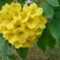 20 Seeds Tecoma stans Yellow Bells Trumpet Flower edlcy (Seeds)