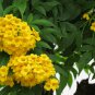 20 Seeds Tecoma stans Yellow Bells Trumpet Flower edlcy (Seeds)