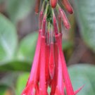 100 Seeds Fuchsia boliviana edlcy (Seeds) 100 Seeds Fuchsia boliviana edlcy (Seeds)