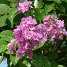 20 Seeds Lagerstroemia speciosa Pride of India Queens Giant Crepe Myrtle edlcy (Seeds) 20 Seeds Lagerstroemia speciosa Pride of India Queens Giant Crepe Myrtle edlcy (Seeds)