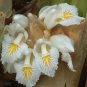 10 Seeds Amomum maximum Java Cardamom edlcy (Seeds)