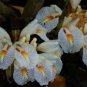 10 Seeds Amomum maximum Java Cardamom edlcy (Seeds)