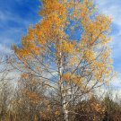20 Seeds Betula papyrifera White or Paper Birch Canoe Birch edlcy (Seeds) 20 Seeds Betula papyrifera White or Paper Birch Canoe Birch edlcy (Seeds)